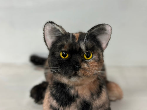 Plush Tortoiseshell Cat Shorthair Order to Make